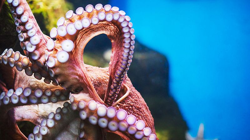 El pulpo de acuicultura, a debate - Españoles en la mar | Escuchar