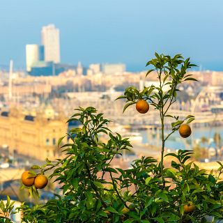 �Qu� hacer con la fruta que dan los naranjos callejeros?