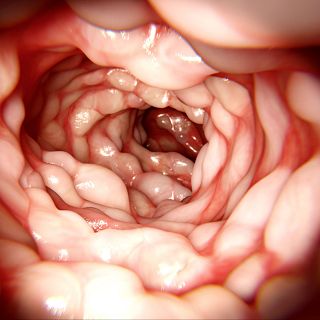 Los proyectos de j�venes investigadoras espa�olas en la EII