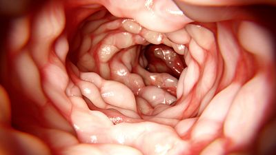 Los proyectos de jóvenes investigadoras españolas en la EII