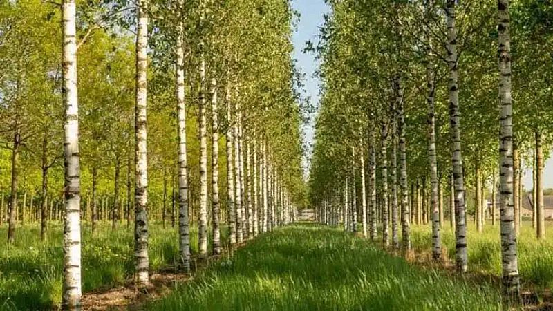 La hora azul - Abedules, sauces y un cuento - 13/02/26 - La hora azul | Escuchar