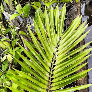 Preocupación por la difusión de imágenes de un pueblo indígena en aislamiento