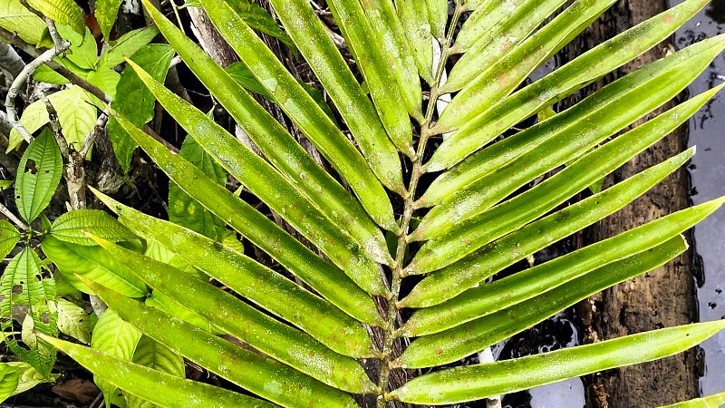 Cinco continentes - Preocupación por la difusión de imágenes de un pueblo indígena en aislamiento - Escuchar ahora