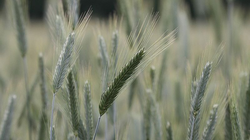La ciudad silenciosa - Ruido: Perder la paz - 15/02/26 - La ciudad silenciosa | Escuchar