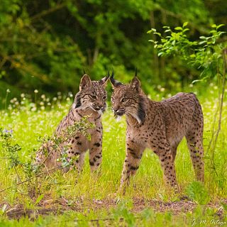 La adrenalina de fotografiar linces ibéricos en Doñana