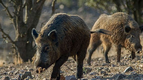 Nou focus de pesta porcina a Sant Feliu: s'amplia la zona d'alt risc i les restriccions