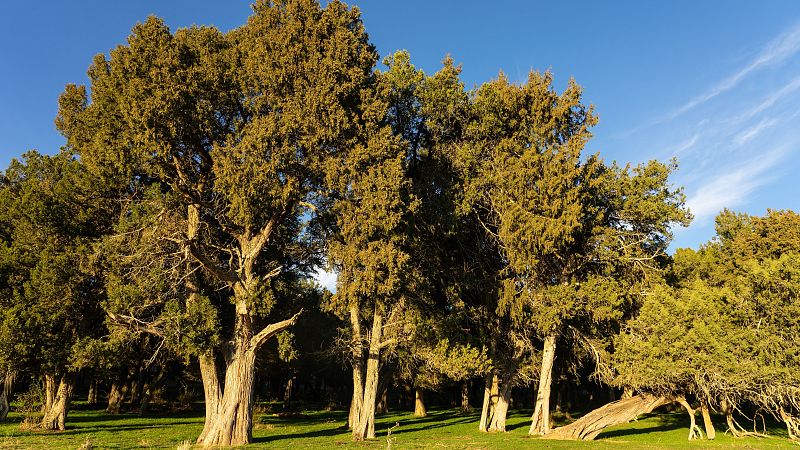 Escapadas - El sabinar de Calatañazor - 19/02/26 - Escuchar ahora