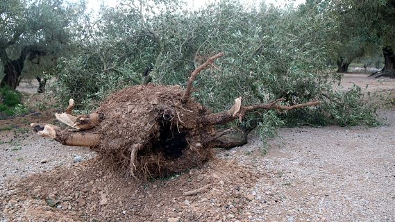 Arbres trencats i camps malmesos pel vent al Baix Ebre i al Montsi�