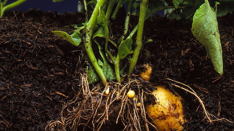 El palabrero - Trufado de tubérculos - 18/02/26 - Escuchar ahora