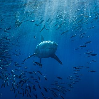 El tibur�n blanco, un morador evasivo en el Mediterr�neo