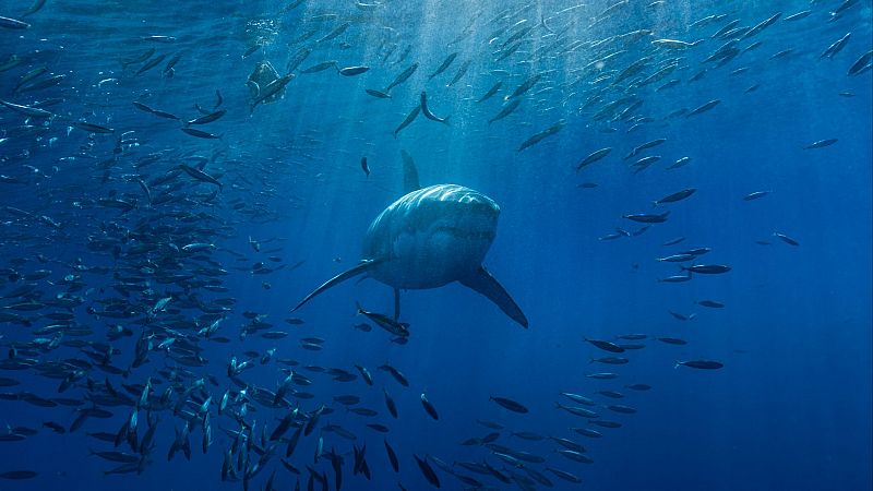 El tiburón blanco, un morador evasivo en el Mediterráneo - Españoles en la mar | Escuchar