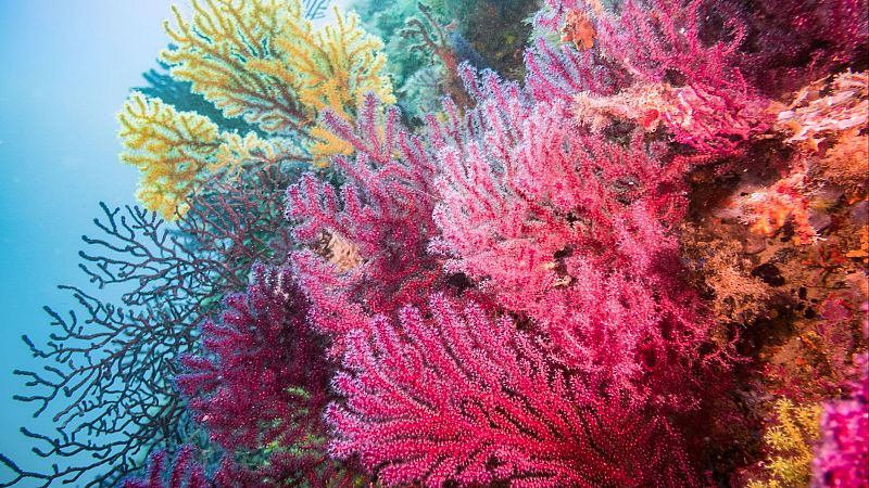 Los corales también duermen por la noche - Españoles en la mar | Escuchar