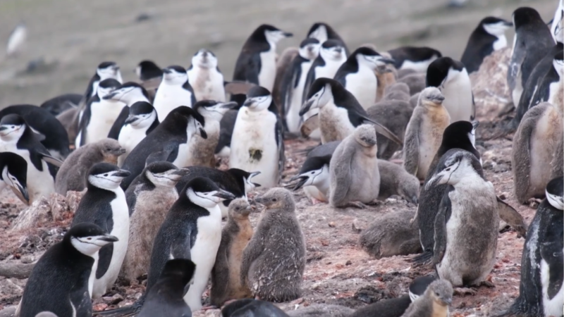 Reportajes Emisoras - Ceuta - Apadrina un pingüino - 23/02/26 - Escuchar ahora