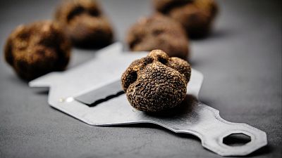 Tuber melanosporum, diamante negro de nuestra gastronom�a - Marca Espa�a | Escuchar