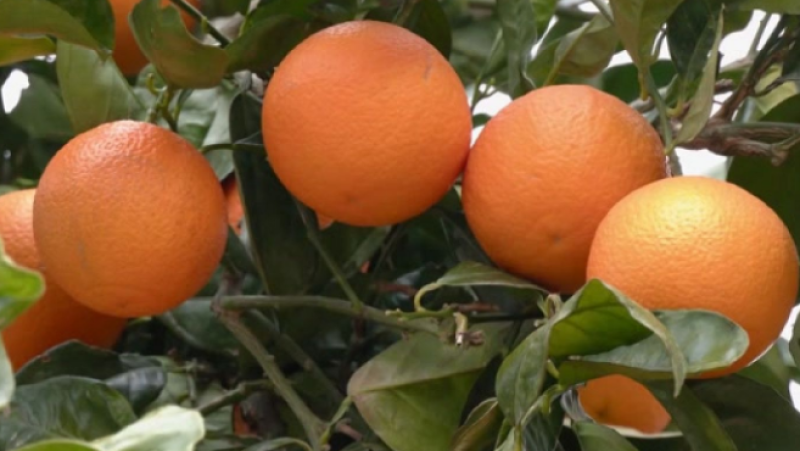 L'Entrellat - La deliciosa recepta de Carme Ruscalleda del suquet de escopinyes i escamarlans - L'Entrellat | Escoltar