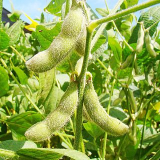 La soja: materia prima estratégica de los países latinoamericanos