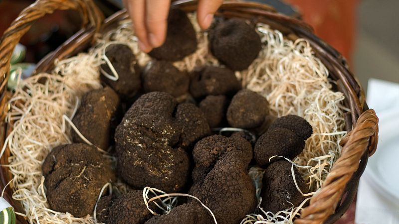 10.000 lugares para viajar con Ángela Gonzalo - Cazando trufa, el diamante negro del invierno en los encinares sorianos - 22/02/26 - Escuchar ahora