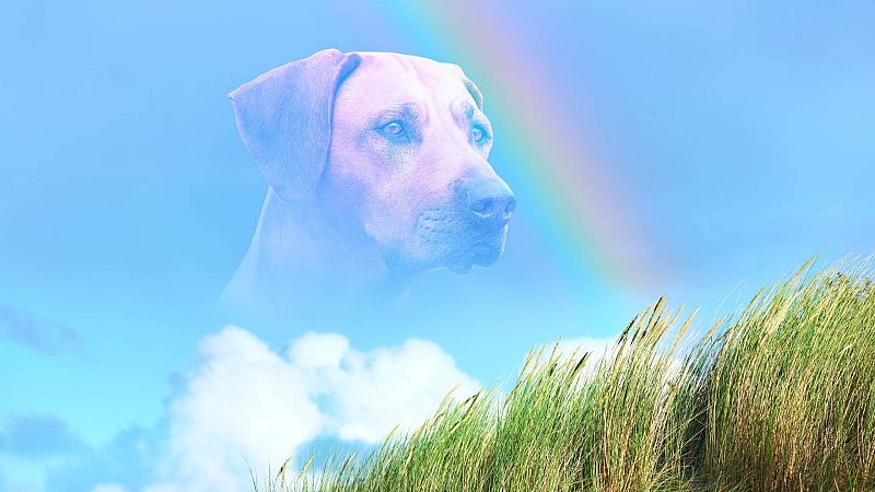 Espacio en blanco - Esp�ritus de mascotas - 22/02/26 - Espacio en blanco | Escuchar