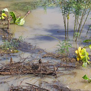 Ayudas por las borrascas de la PAC