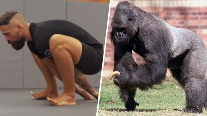 El mat� de R�dio 4 - La 'caminada del goril�la' arrasa als gimnasos: per qu� tothom la fa? - El mat� de R�dio 4 | Escoltar