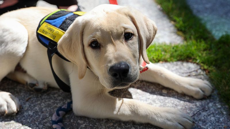 Para que veas - Perros Guía Sí para taxis inclusivos, en Murcia - 23/02/26 - Escuchar ahora
