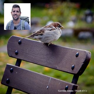 Cuantifican por primera vez el papel ecológico, cultural y económico de las aves españolas