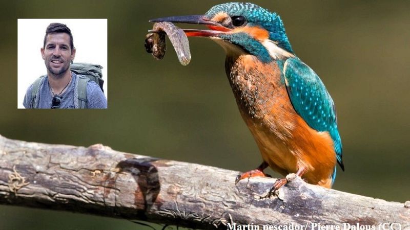 Cuantifican por primera vez el papel ecológico, cultural y económico de las aves españolas - Escuchar ahora