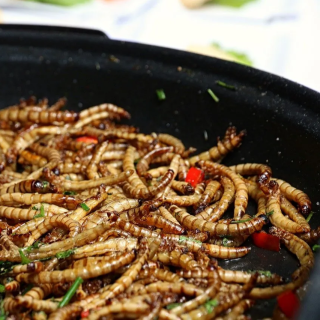 Menjar insectes? La nova aposta sostenible que divideix opinions!