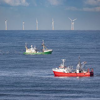 La energía eólica marina, un problema para la pesca