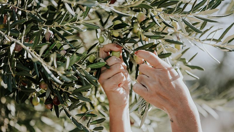 Mundo Rural - Aranceles de Estados Unidos - 25/02/26 - Escuchar ahora