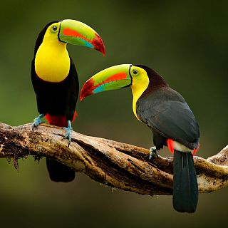 Identificar automáticamente especies animales en la Amazonia