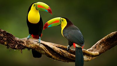 Identificar automáticamente especies animales en la Amazonia