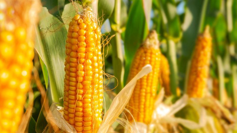 Fin de mes - El maíz quiere volver a ser rentable - Escuchar ahora