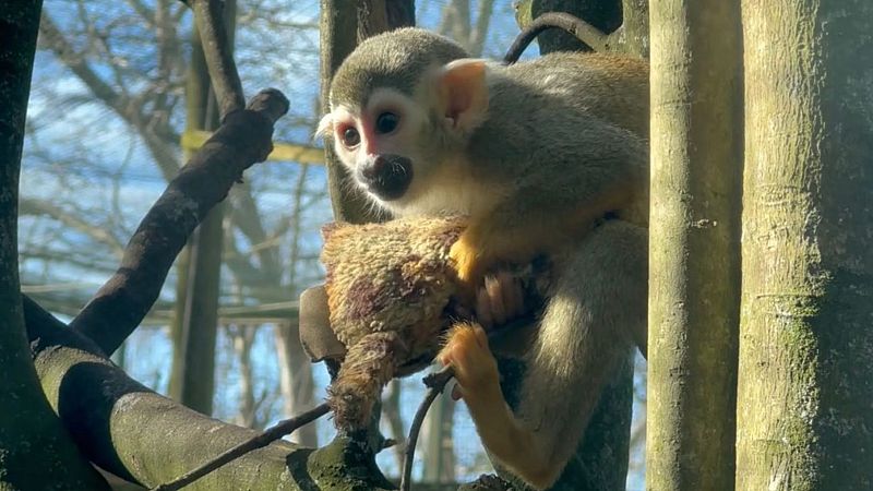 Richter, el mono que se ha convertido en el 'Punch' cántabro - Cantabria Informativos | Escuchar