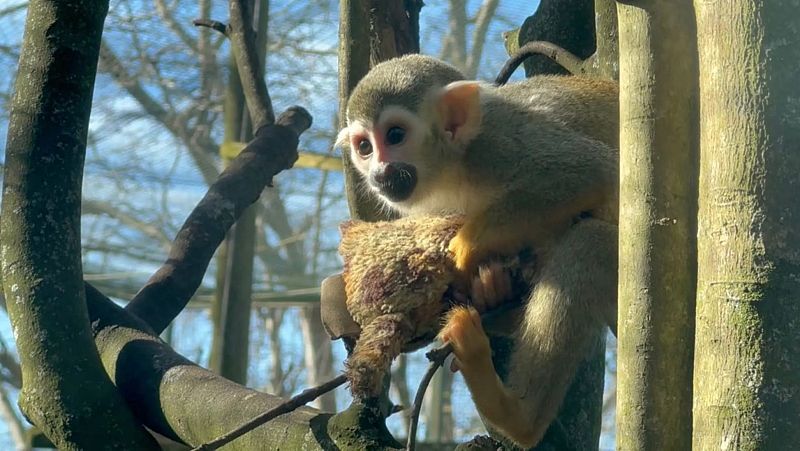 Richter, el mono que se ha convertido en el 'Punch' cántabro - Cantabria Informativos | Escuchar