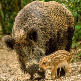Pere Roqué, ASAJA: "Amb la pesta porcina podem prendre mal de veritat"