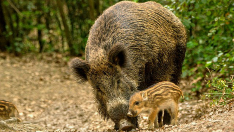 El mat� de R�dio 4 - Pere Roqu�, ASAJA: "Amb la pesta porcina podem prendre mal de veritat" - El mat� de R�dio 4 | Escoltar
