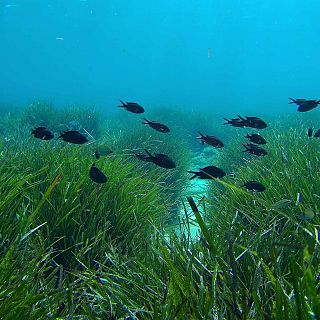 La posidonia oceánica, la 'Amazonia' de las Islas Baleares