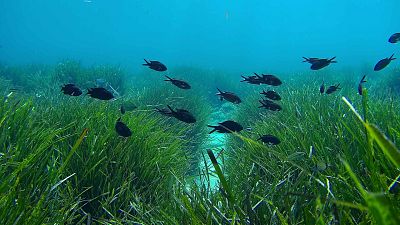 La posidonia oceánica, la 'Amazonia' de las Islas Baleares