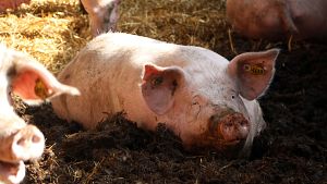 Diagnosticat un cas de grip porcina en una persona a Lleida