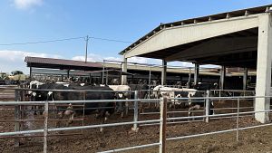 Fora les restriccions per la dermatosi nodular