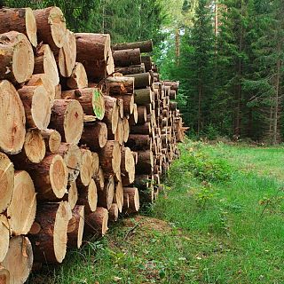 L'Acadèmia del Bosc, o com enfortir la resiliència dels boscos