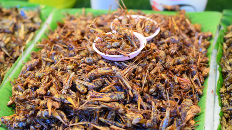 El mat� de R�dio 4 - Et presentem l'�nica granja de grills de Catalunya: "en un futur tots en menjarem!" - El mat� de R�dio 4 | Escoltar