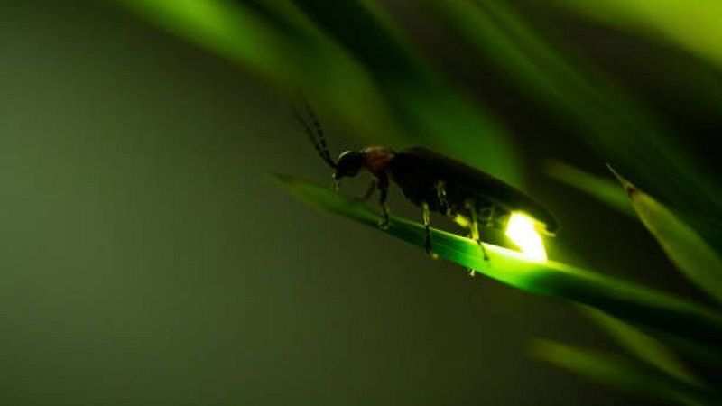 Letras en juego - ¿Qué tiene que ver la luciérnaga con Lucifer? - 03/03/26 - Escuchar ahora