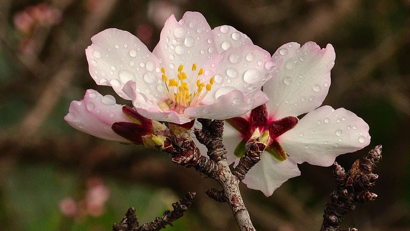 Con copia en Radio 5 - La lluvia de marzo - 04/03/26 - Escuchar ahora