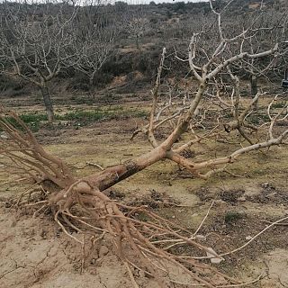 Els conills arrasen finques senceres de festucs: un pagès de Verdú perd 150.000 euros