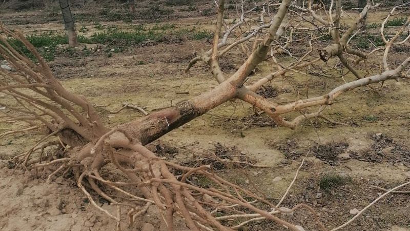 El mat� de R�dio 4 - Els conills arrasen finques senceres de festucs: un pag�s de Verd� perd 150.000 euros - El mat� de R�dio 4 | Escoltar