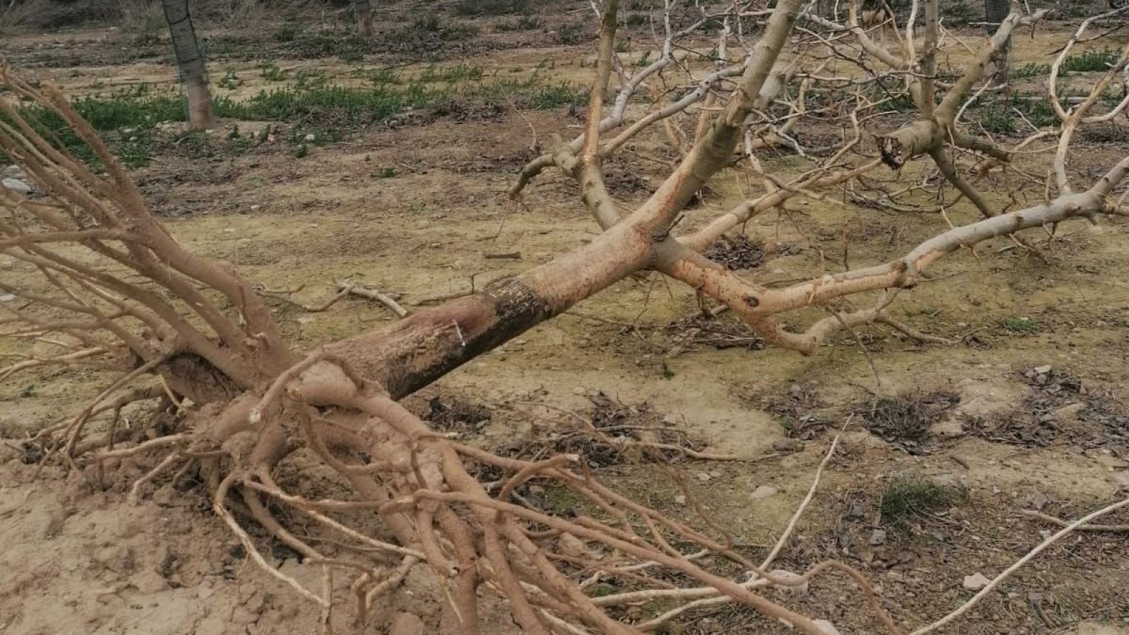 Els conills arrasen finques senceres de festucs: un pag�s de Verd� perd 150.000 euros