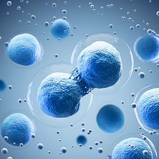 Descubierto el proceso que regula la división celular