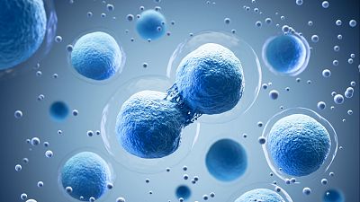 Descubierto el proceso que regula la división celular